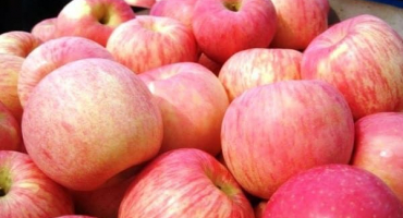 Popis a charakteristika odrůdy a odrůd jablek fuji, plodování a pěstování