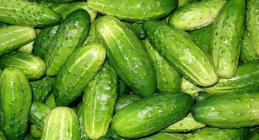 Popis a vlastnosti odrůdy okurky nezhinsky