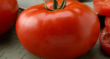 Popis a charakteristika odrůdy rajčat bugai růžové a červené