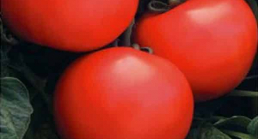 Popis a charakteristika odrůdy rajčat buržoazní