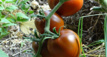Popis a charakteristika odrůdy rajčatového černého gurmán