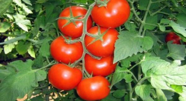 Popis a charakteristika odrůdy rajčat obecné