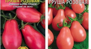 Popis a charakteristika odrůdy rajče hruška růžové