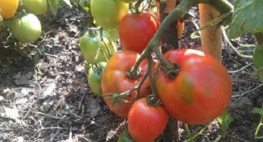 Popis a charakteristika odrůdy rajčat kapia růžové