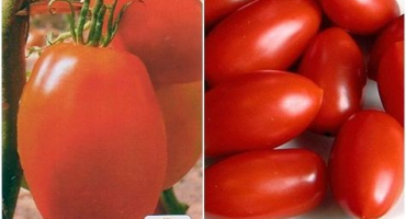 Popis a charakteristika odrůdy rajčat princezna, její výnos