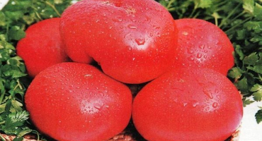 Popis a vlastnosti odrůdy rajčat korneevsky