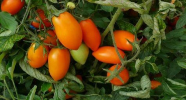 Popis a charakteristika odrůdy rajčete liška