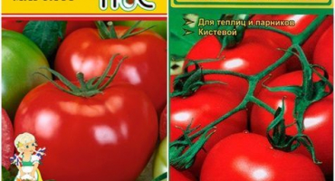 Popis a charakteristika odrůdy rajčat marfa f1