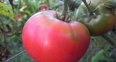 Popis a charakteristika odrůd rajčat pink rise f1