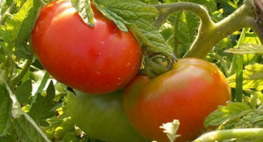 Popis a charakteristika raných odrůd rajčat 83