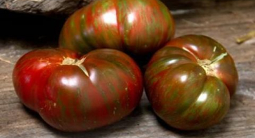 Popis a charakteristika čokoládového zázraku odrůdy rajčat