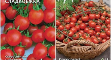 Popis a charakteristika sladové odrůdy rajčat, její výnos