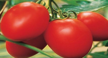 Popis a charakteristika medového krému odrůdy rajčat