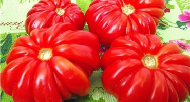 Popis a charakteristika odrůdy rajčat veselý soused