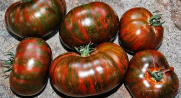 Popis a charakteristika odrůdy rajčat pruhované čokolády, jejich výtěžnost