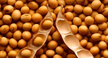 Popis a vlastnosti odrůd sóji v rusku a ve světě, ultra rané zrání a vysoké výnosy