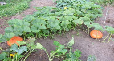 Proč na otevřeném poli v zahradě padají plody dýně a žloutnou vaječníky