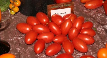 Popis a vlastnosti chochlomských rajčat, jejich výnos