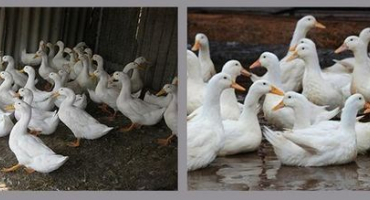 Popis a charakteristika kachen plemene blagovar, podmínky zadržení