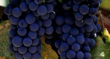 Popis a charakteristika hroznů merlot, jeho výhody a nevýhody