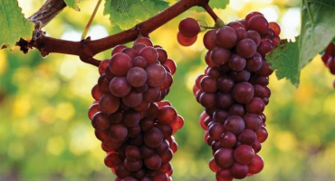 Popis a charakteristika hroznů pinot grigio, klady a zápory, pěstování