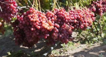 Popis a charakteristika odrůdy veles, historie vzniku a klady a zápory