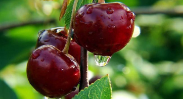 Popis a vlastnosti odrůd třešní novodvorskaya, výsadba a funkce péče