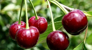 Popis a vlastnosti třešně zhukovskaya