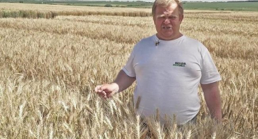 Popis a charakteristika 10 nejlepších odrůd ozimé pšenice, klady a zápory