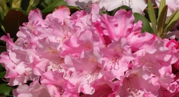 Popis a charakteristika 16 podtříd rododendronu yakushiman, výsadba a péče