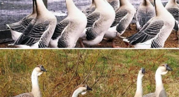 Popis a charakteristika afrických hus, pravidla chovu