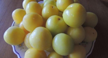 Popis a charakteristika třešňových švestkových odrůd skytského zlata, opylovači a pěstování