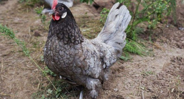 Popis a charakteristika andaluského modrého plemene kuřat, pravidla údržby