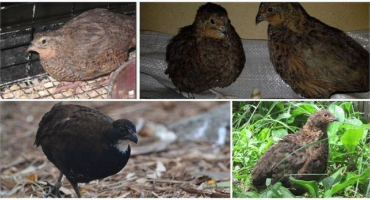 Popis a charakteristika anglické černé křepelky, chov plemene