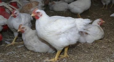 Popis a charakteristika brojlerového plemene kuřat ross 308, tabulková hmotnost za den