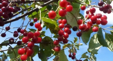 Popis a charakteristika cerepadus, užitné vlastnosti křížence třešně a třešně ptačí, výsadba a péče