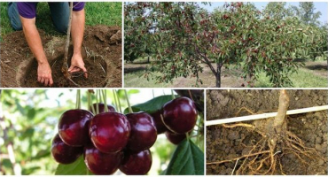 Popis a charakteristika třešně bigarro burlat, výsadba a péče