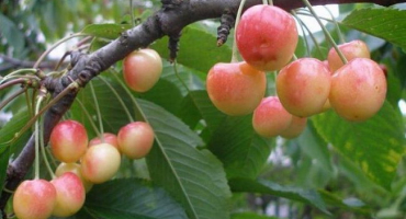 Popis a charakteristika třešní odrůdy franz joseph, výsadba a péče