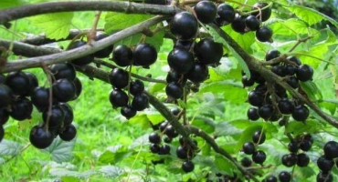 Popis a charakteristika odrůd černého rybízu perun, výsadba a péče