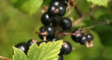 Popis a charakteristika odrůd černého rybízu mořská panna, výsadba a péče