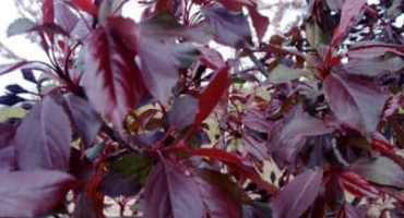 Popis a vlastnosti okrasné odrůdy jabloní, výsadba a péče