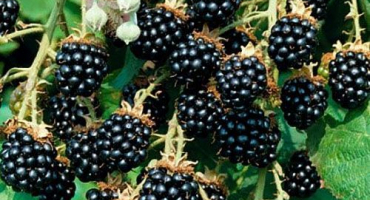 Popis a charakteristika odrůd ostružinového agáve, výsadba a péče