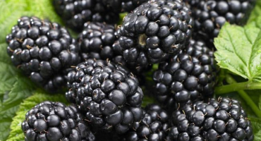 Popis a charakteristika odrůd černého saténu, výsadba a péče na volném poli