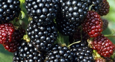 Popis a charakteristika odrůd ostružin trnitých evergreen, rozmnožování, výsadba a péče