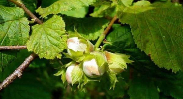 Popis a charakteristika lískových oříšků trabizond, pěstitelské jemnosti