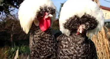 Popis a charakteristika holandských kuřat, obsah plemene bílý chocholatý