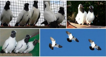 Popis a charakteristika holubů mnišských, chov a péče o plemeno