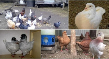 Popis a charakteristika holubů královských, péče a údržba