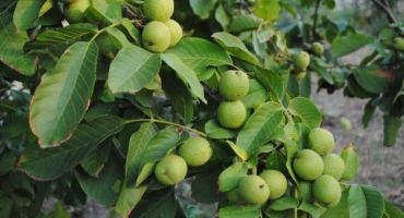 Popis a charakteristika ideálních odrůd vlašských ořechů, pěstování a péče