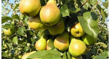 Popis a charakteristika pražcových hrušek, období zrání, péče a pěstování